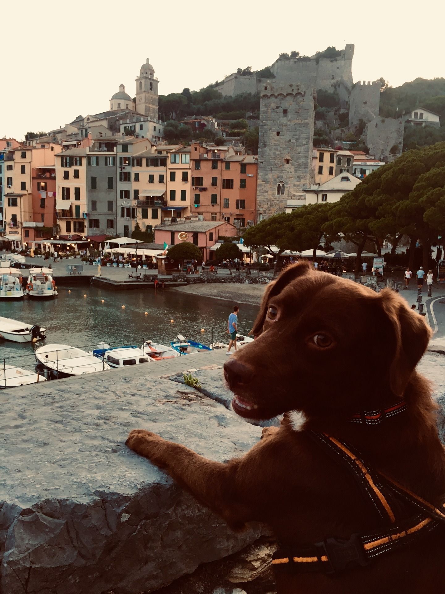 Dog overseeing city port