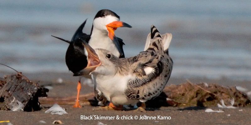 Black Skimmers