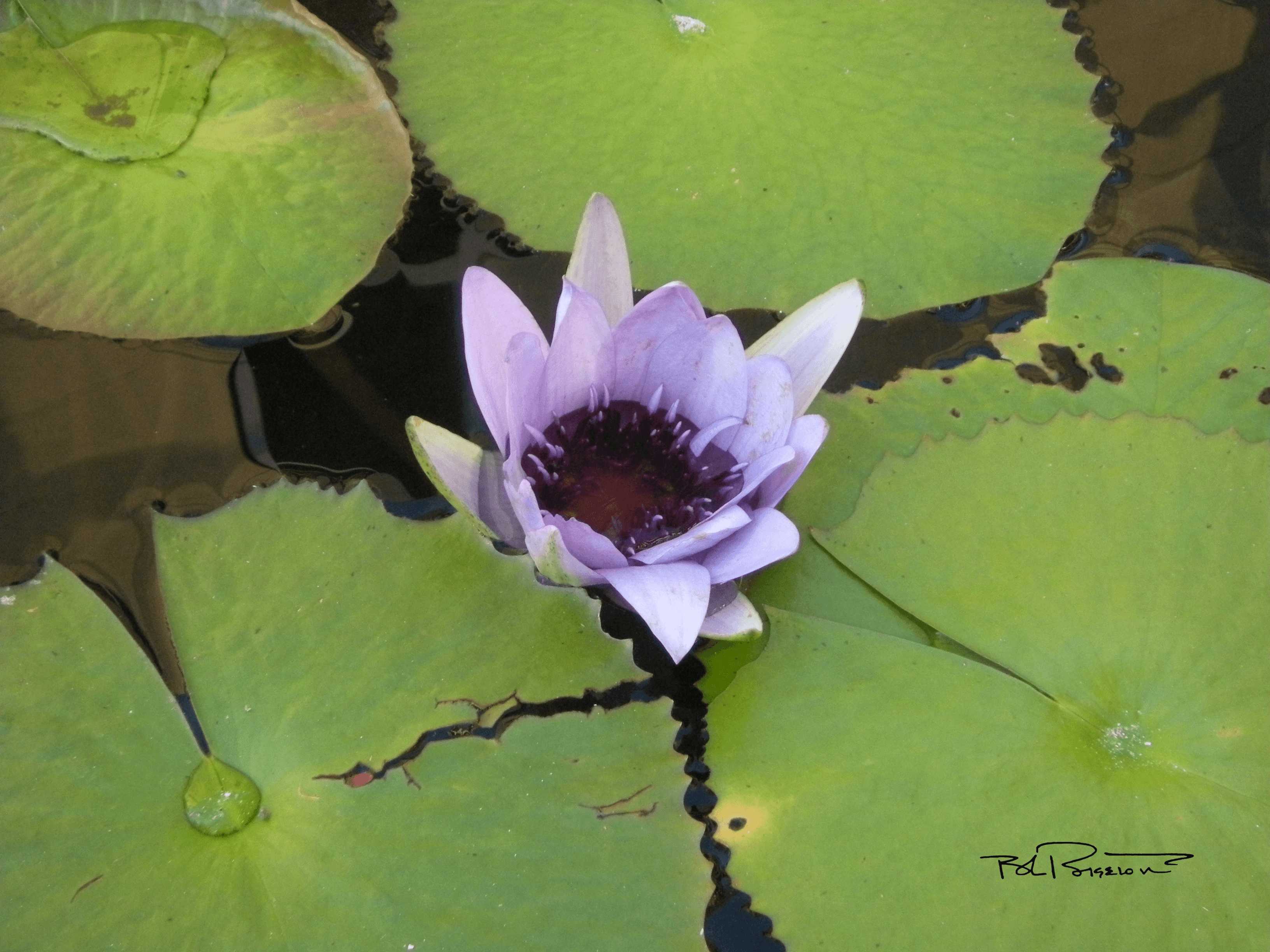 Lily Pad Purple