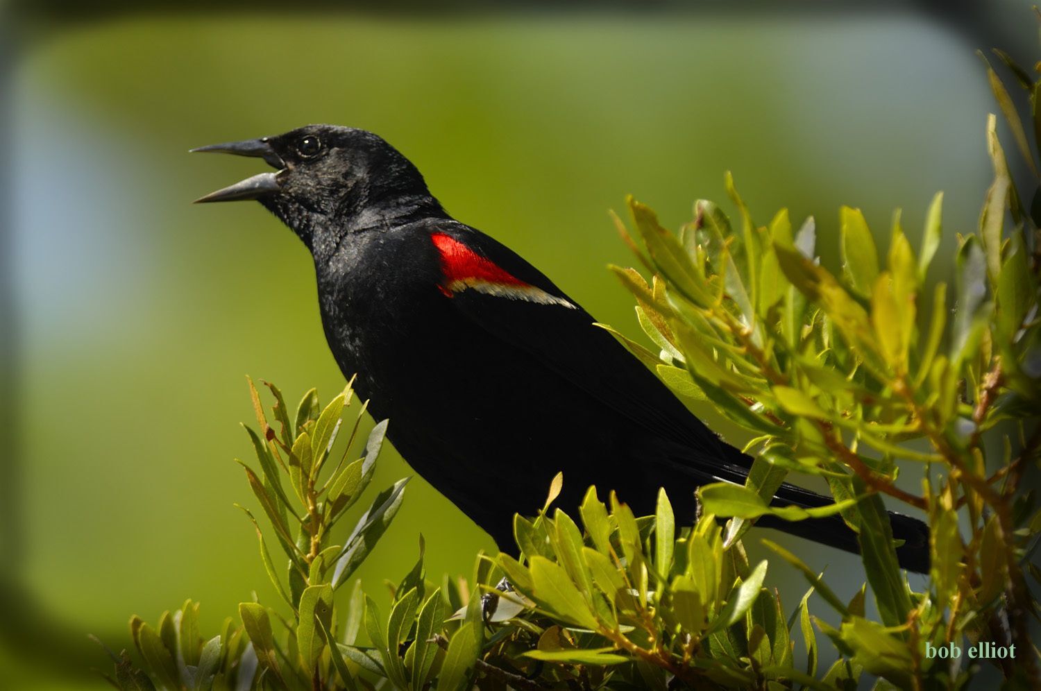 A male red-winged is perched on a wax myrtle branch with its mouth open singing. The red feathers that give this bird its name are showing on the top part of its wing. 