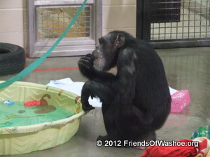 Tatu sits beside a wading pool