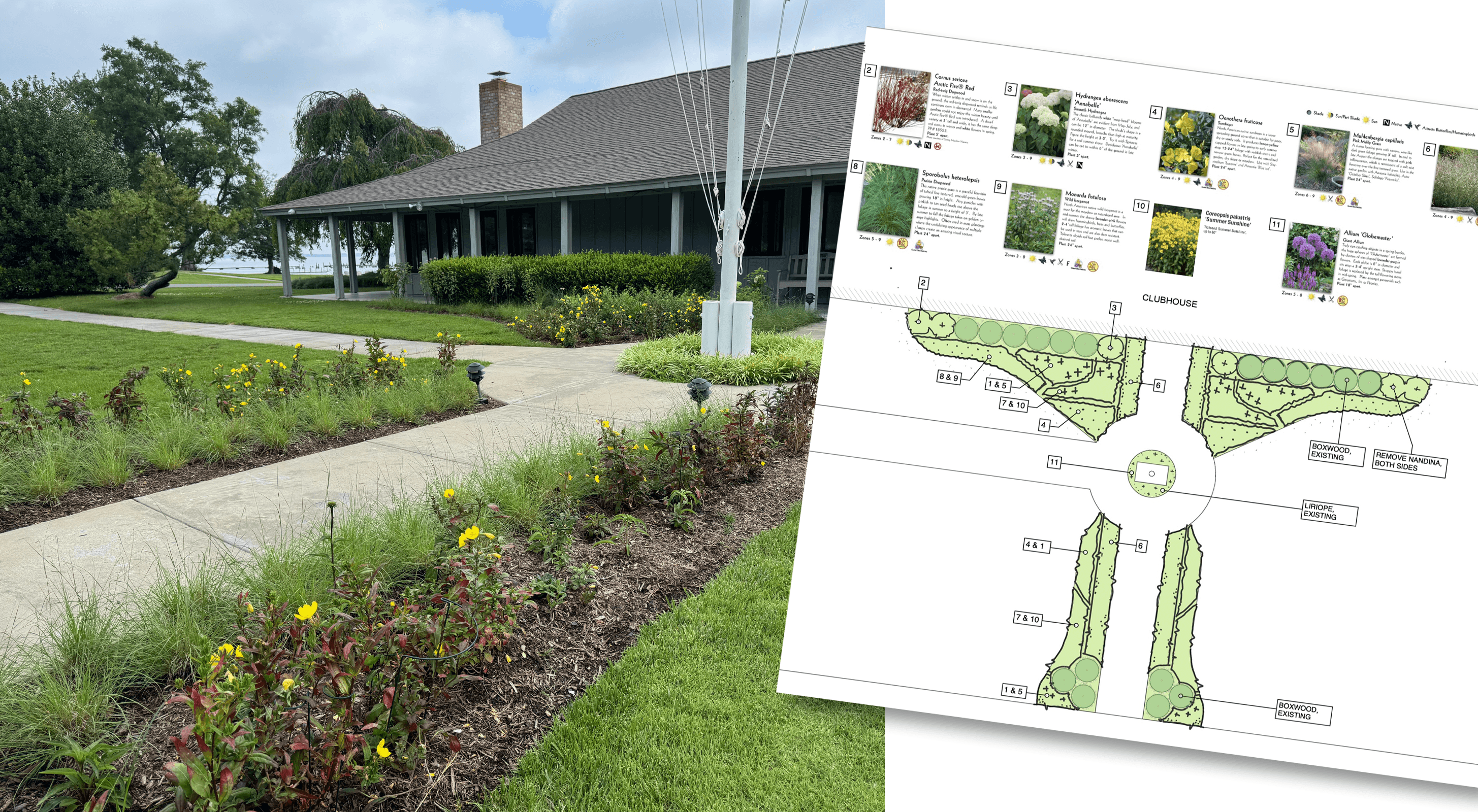 Cultivating Change: A Native Landscaping Success Story