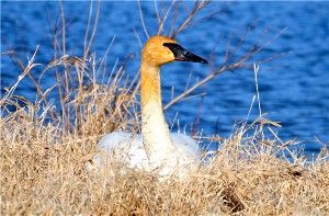 Ohio's story of the return of the Trumpeter Swan