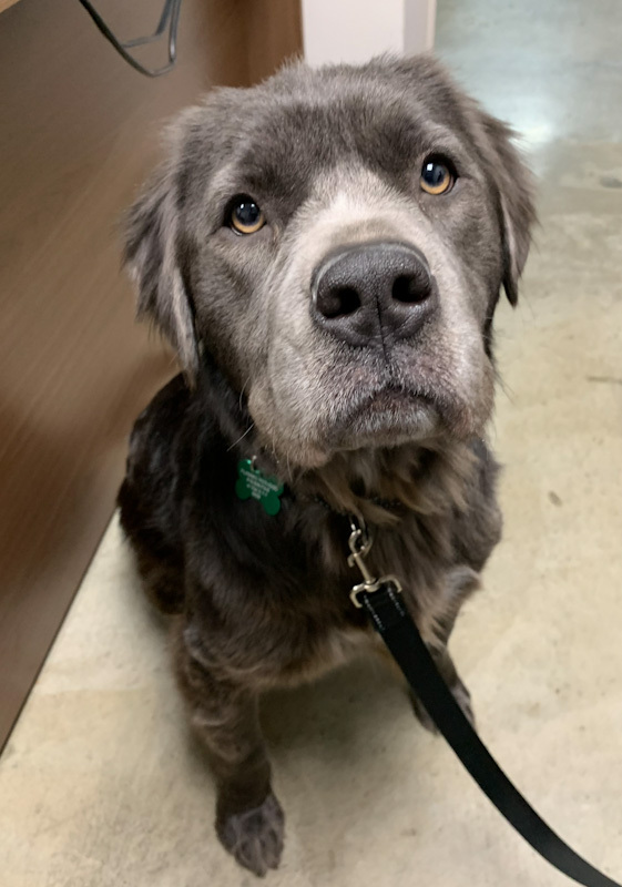 Stormy - ADOPTION PENDING