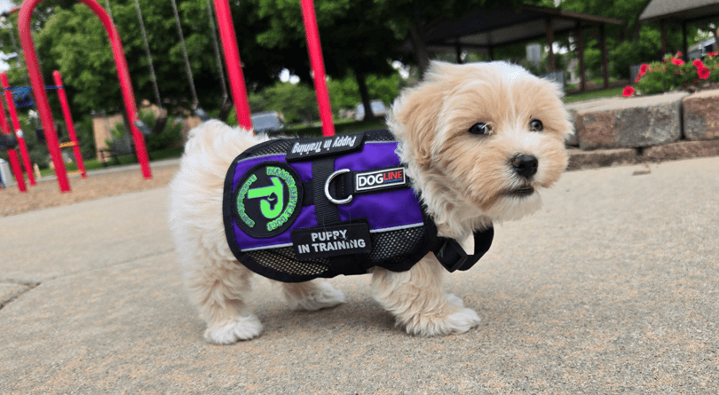 Puppy in vest outside at playground