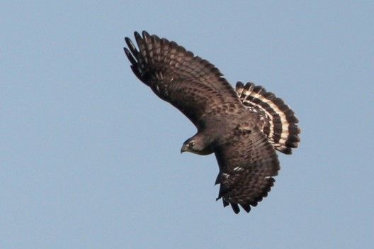 Broad-winged Hawk