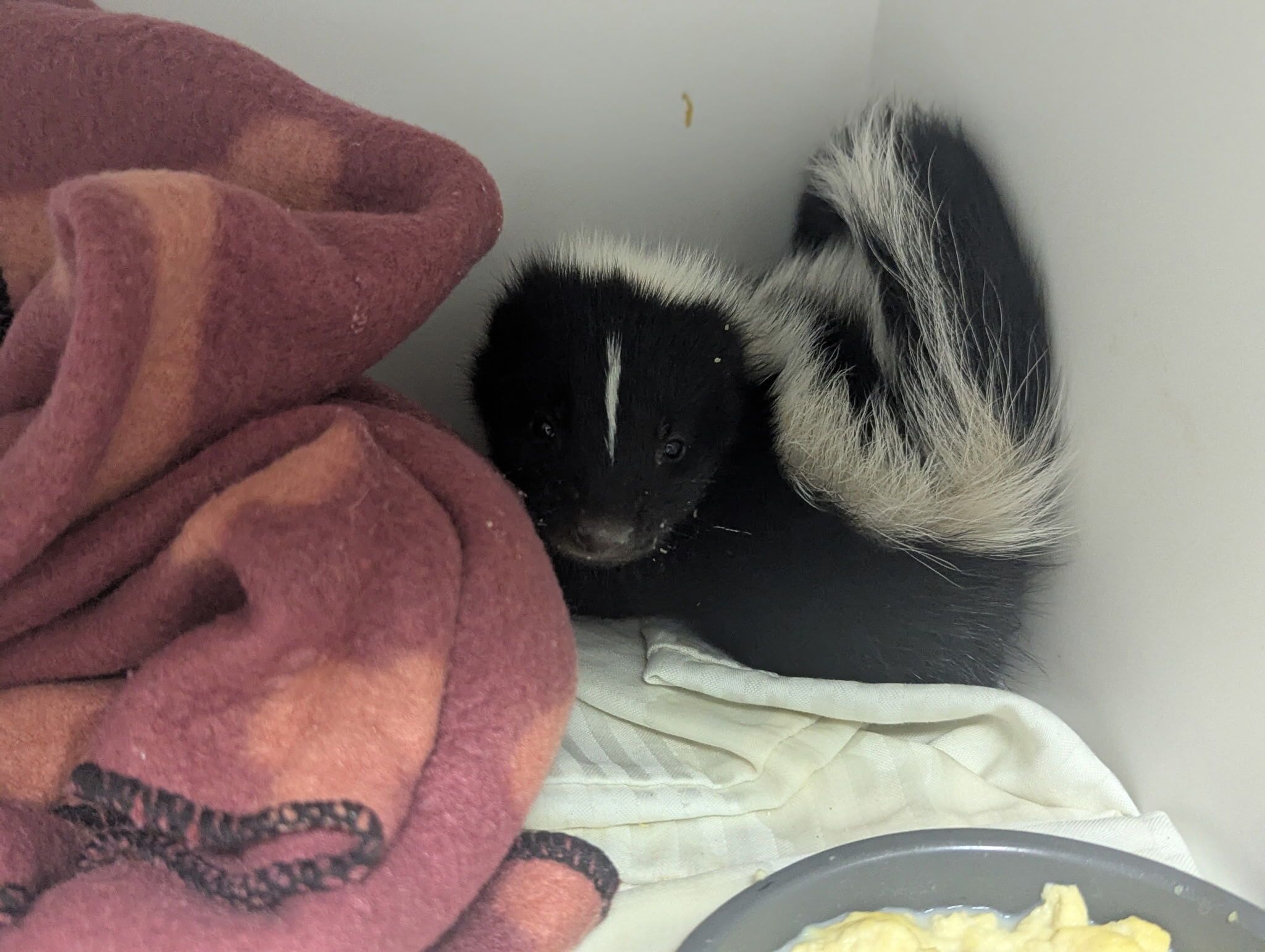 rescued baby skunk