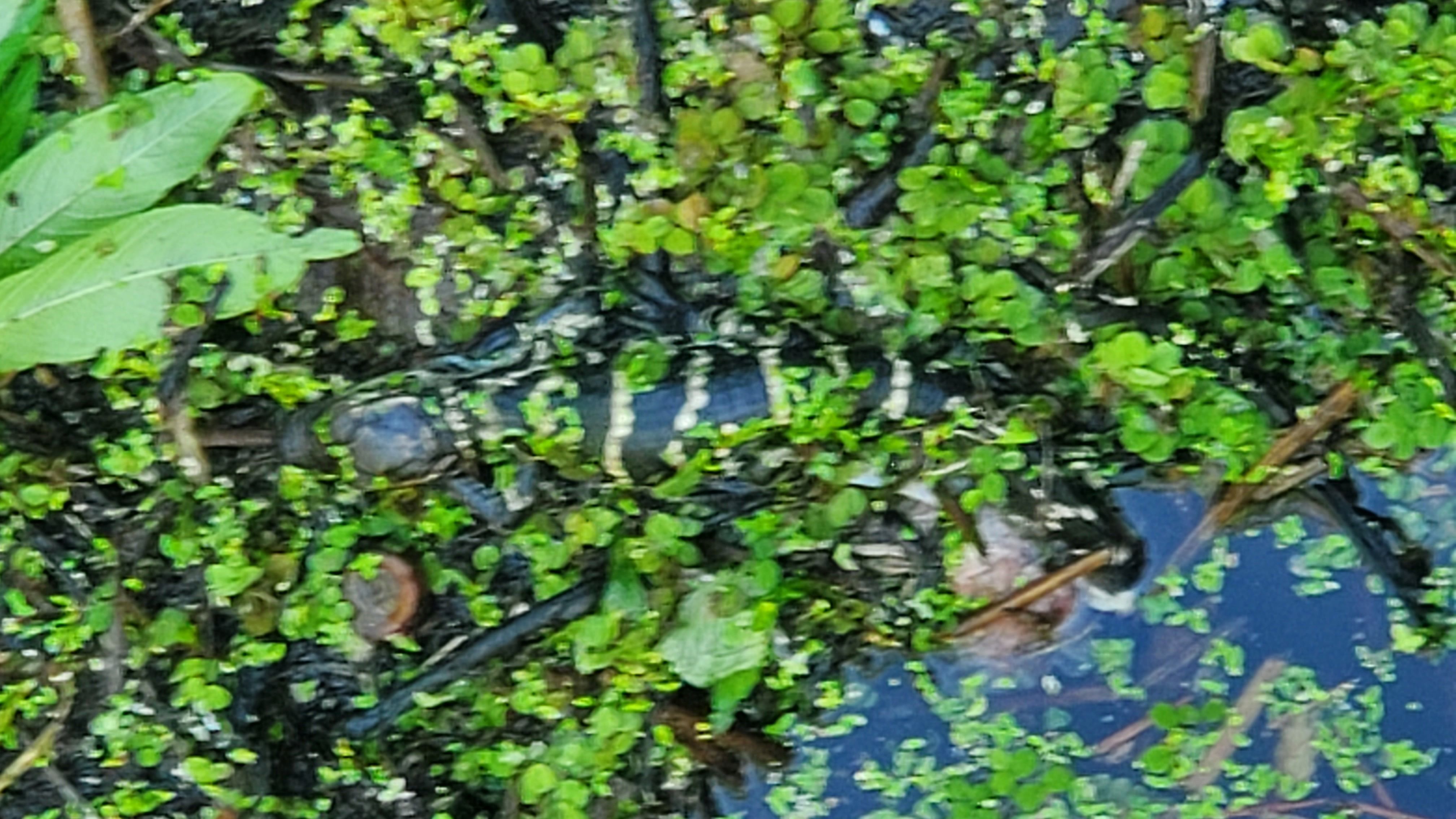 Baby gator is resting among the pond weed as it tries to blend into the landscape
