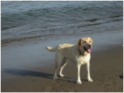 This is a picture of Owen the dog