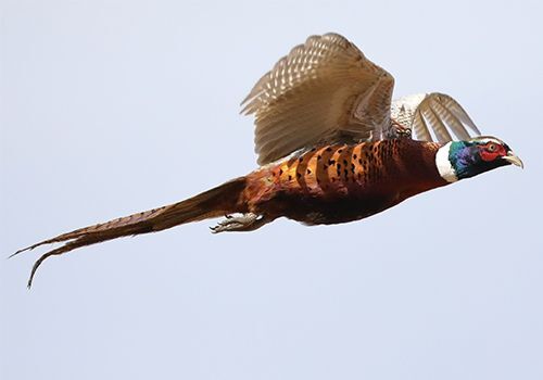 Pheasants Released on Select Public Hunting Areas in Ohio