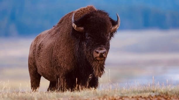 Bison walking in grass