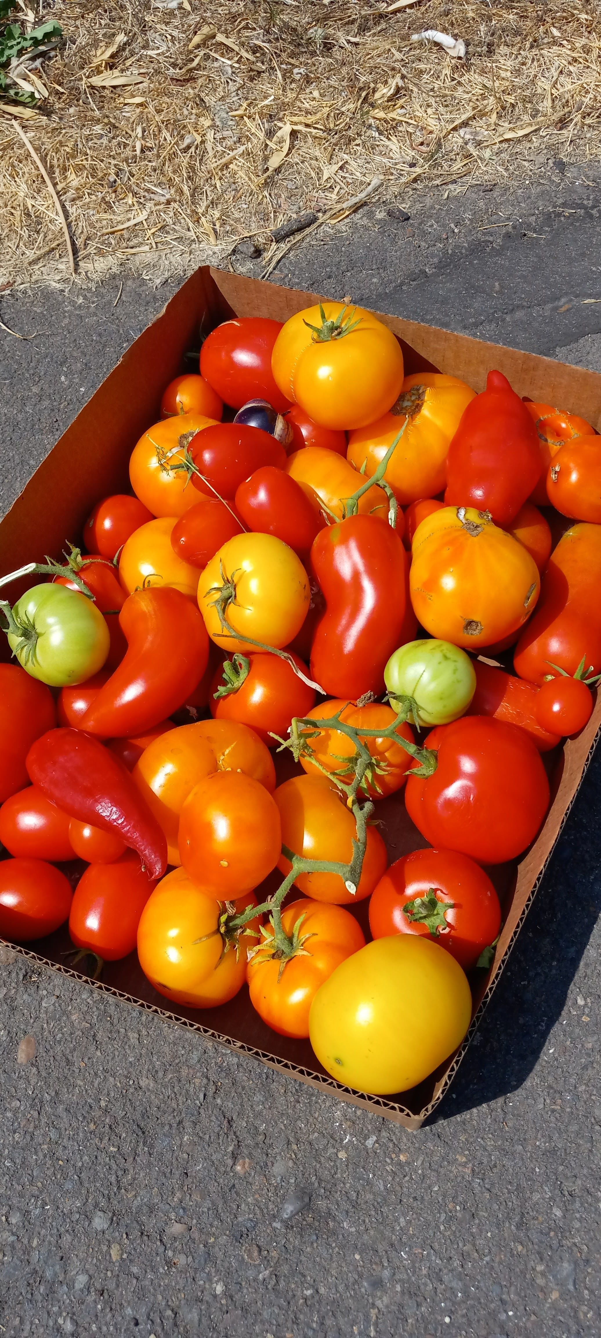 Day of the Dead Celebration