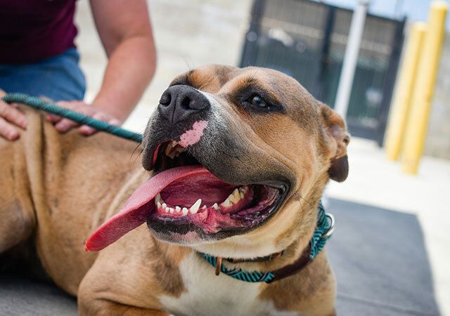 Celebrating Adopt a Shelter Dog Month