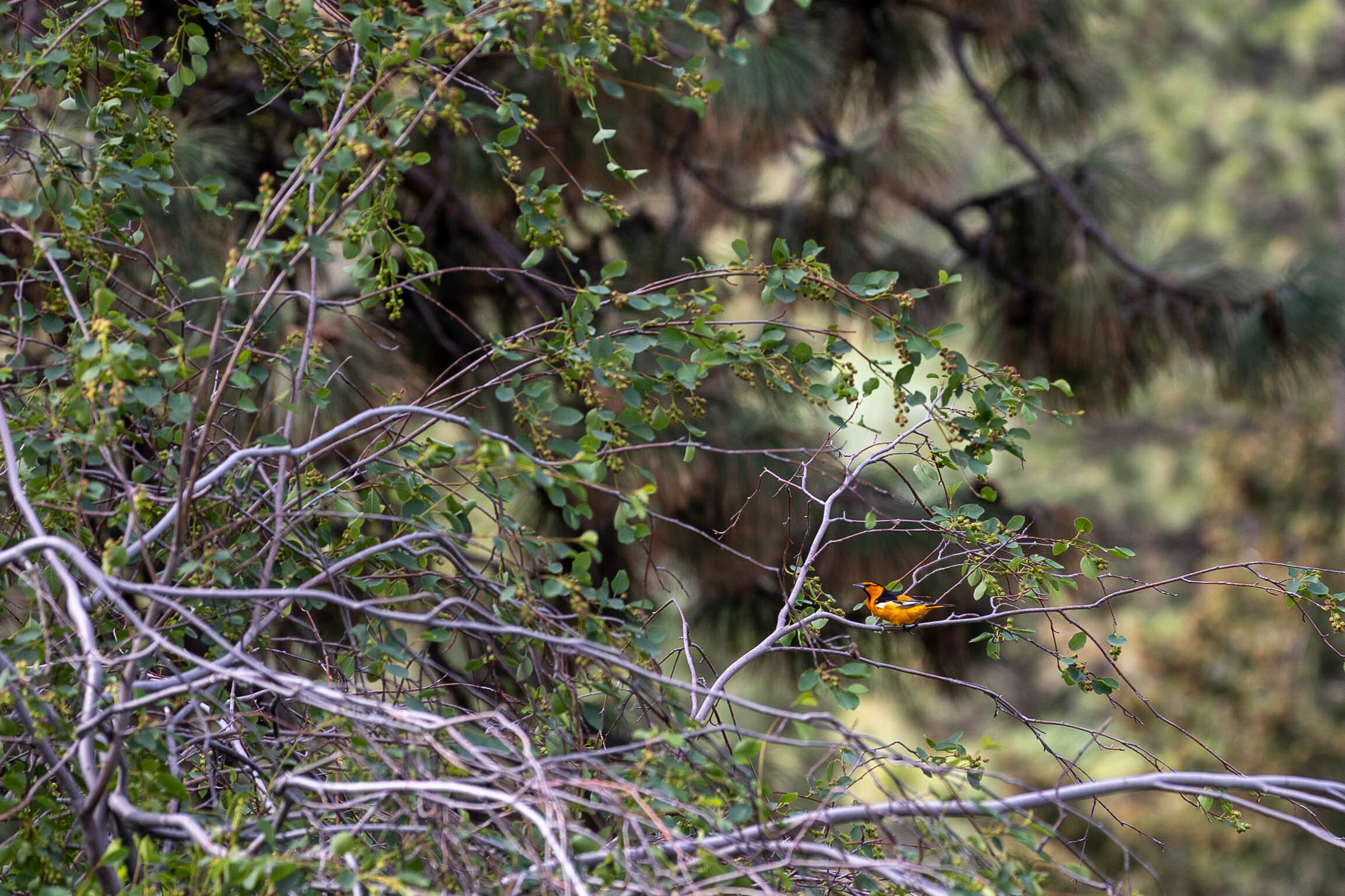 Picture of a Bullock's oriole sitting on a branch in a tree.
