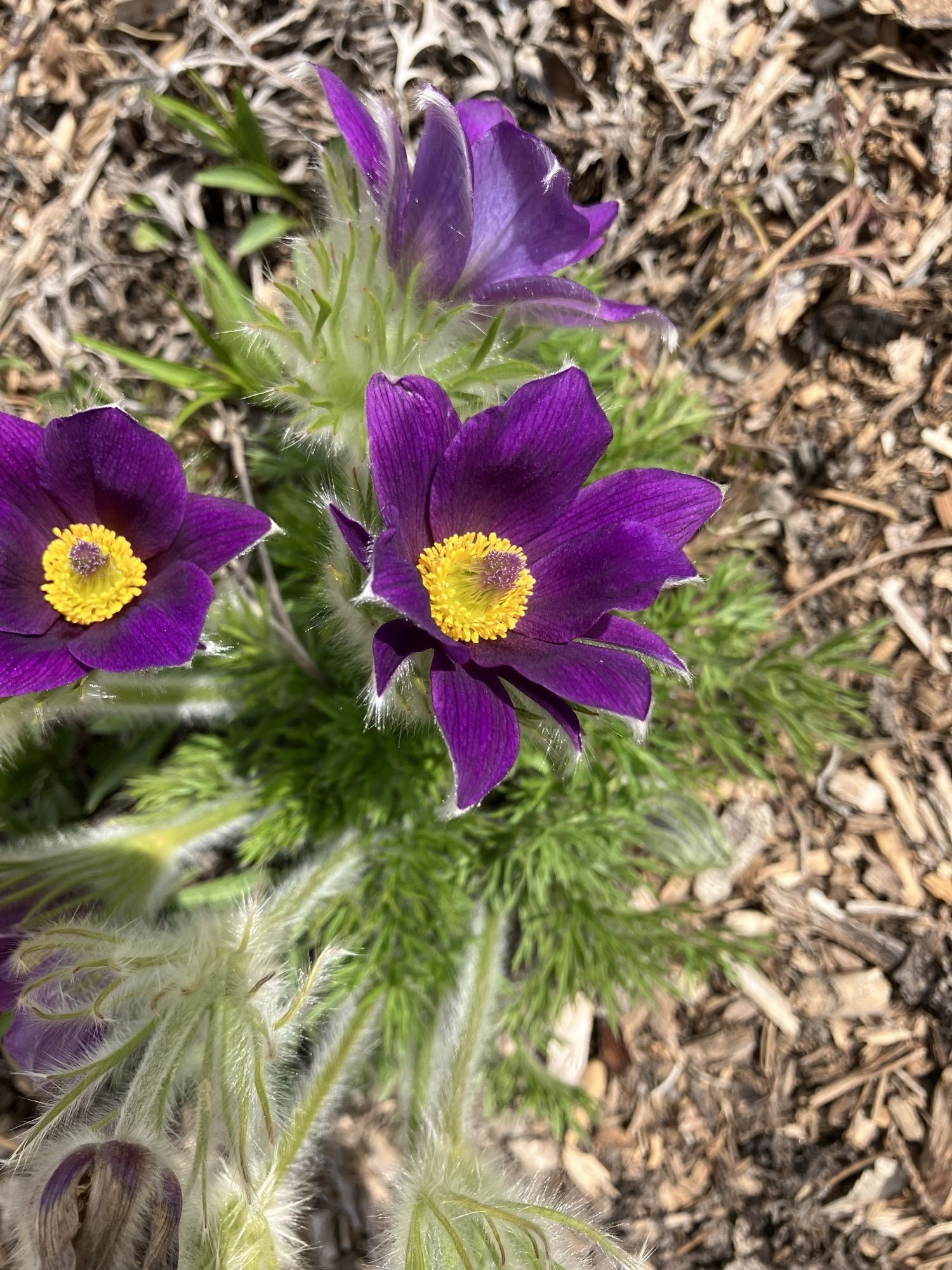 April 22, 2025 Pest Alert Message
