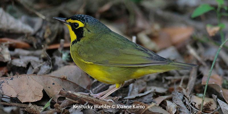 Kentucky Warbler