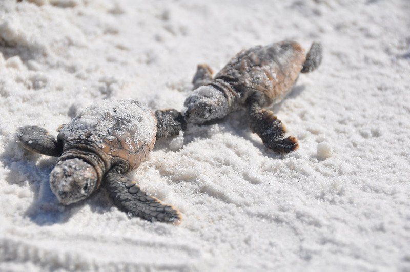 Two baby turtles in the white sand