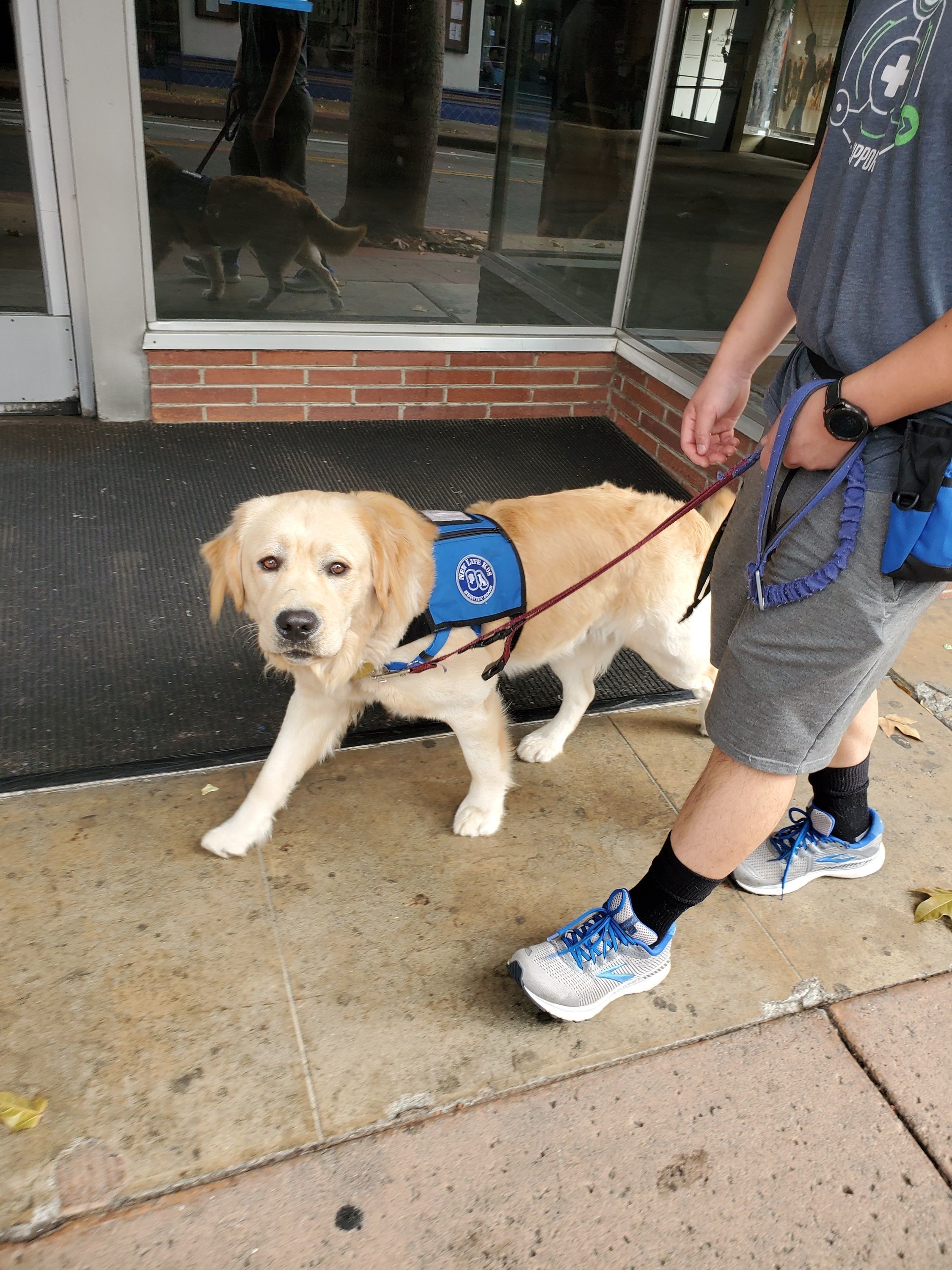 do service dogs have to walk