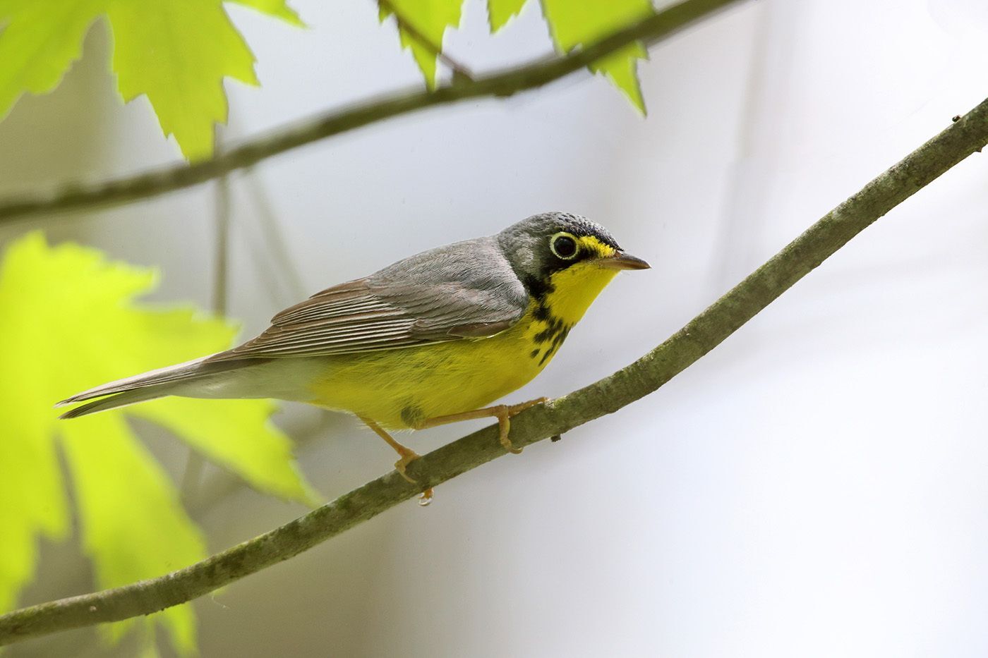 Field Notes from the President: Migration connects us