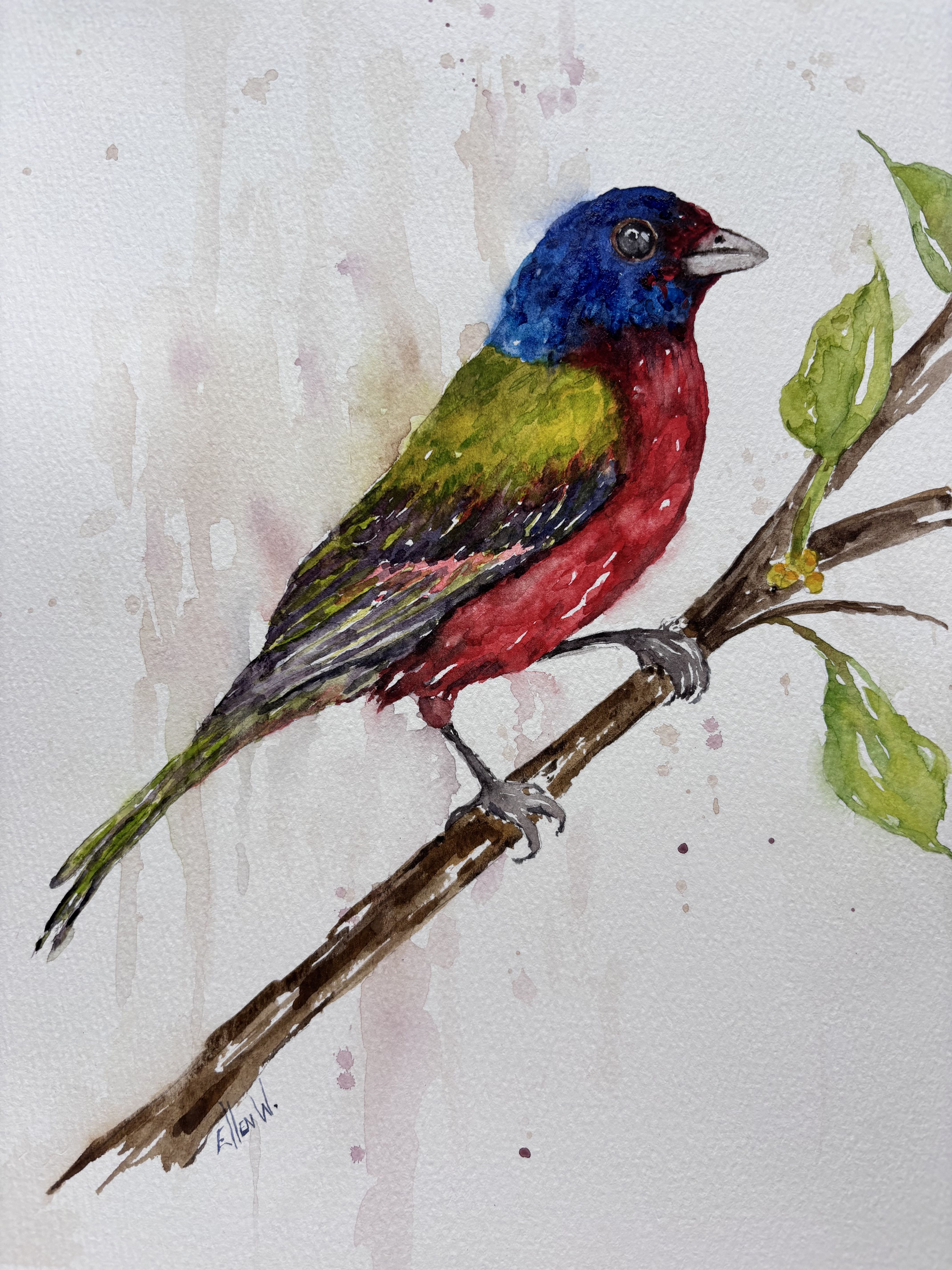 February 7, Painted Bunting