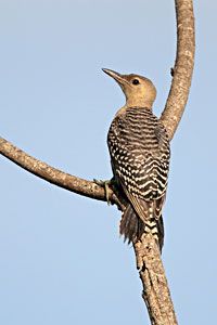 Red-bellied Woodpecker (immature)