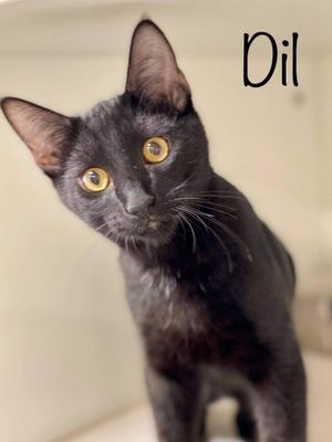 DIL