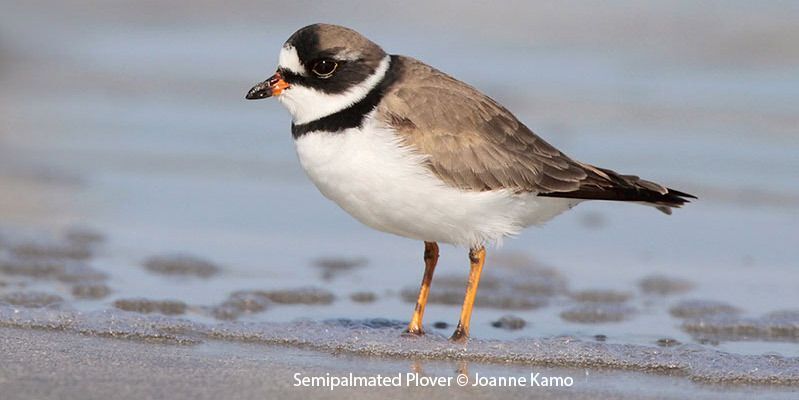 Semipalmated Plovers