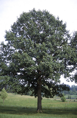 Swamp White Oak - Pack of 5 Seedlings (12"-18")