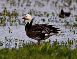 Snow Goose (dark morph)