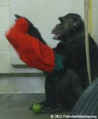 Dar with Christmas stocking