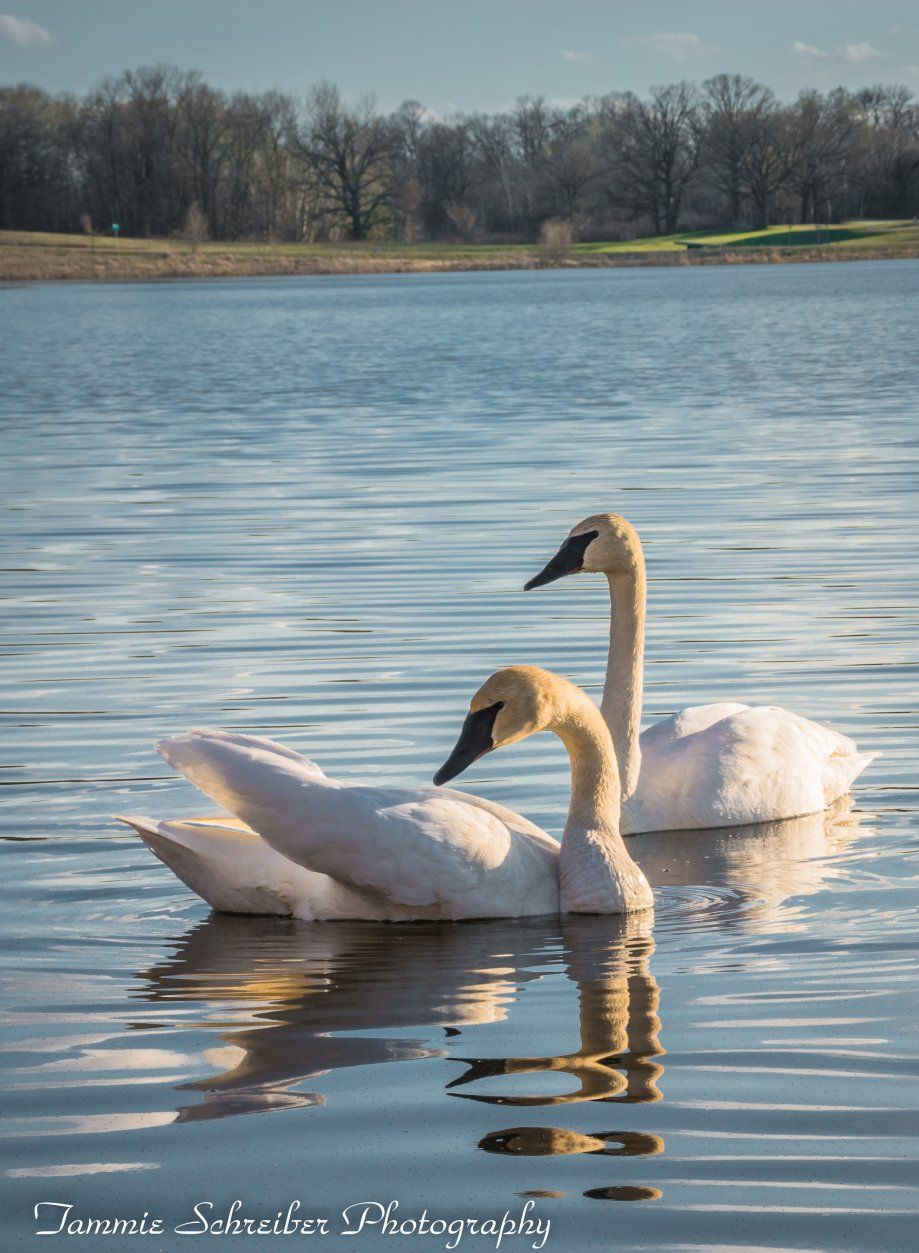 My Swan Story by Tammie S.