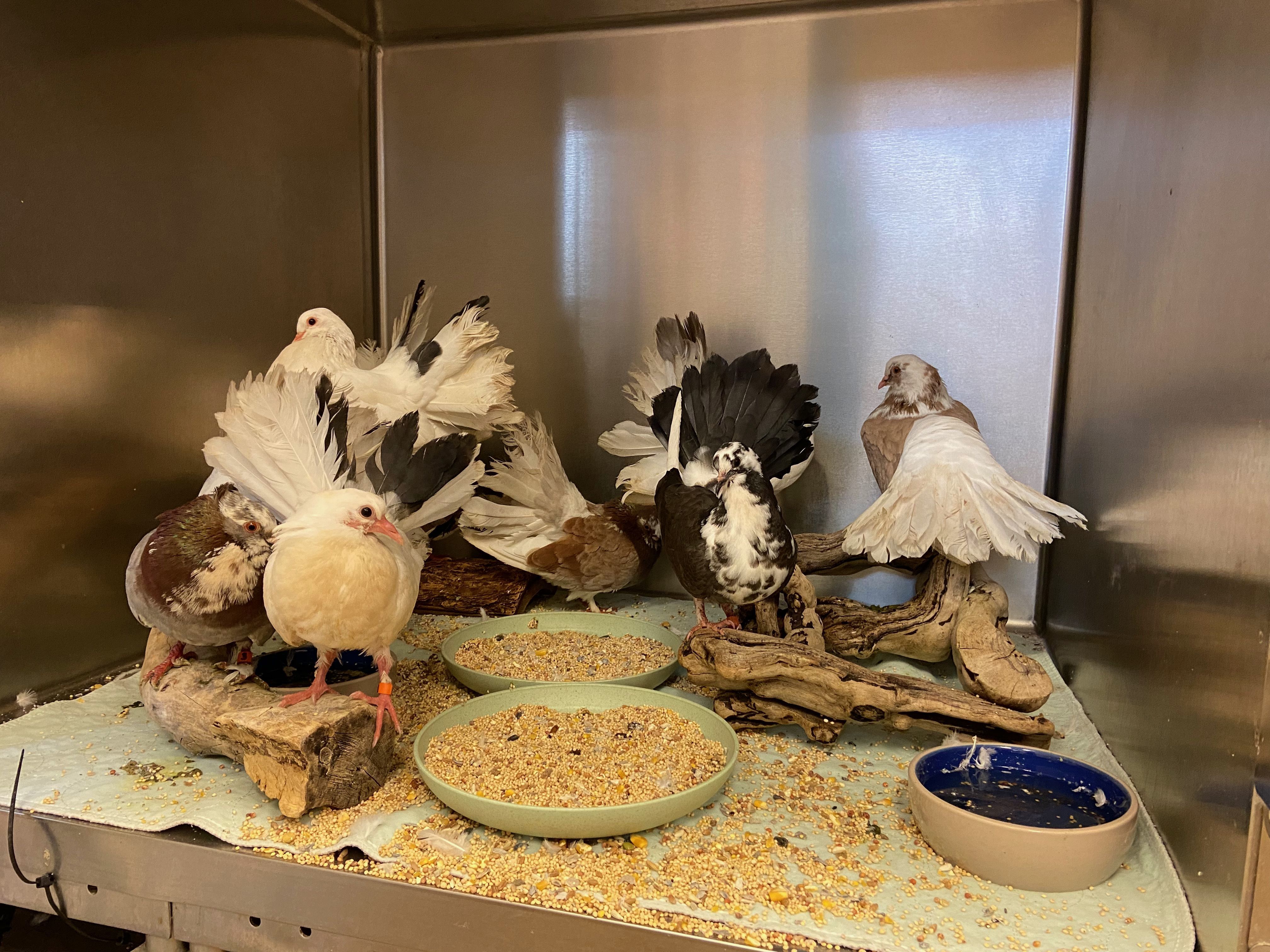 Pet Pigeons Abandoned on Side of Highway