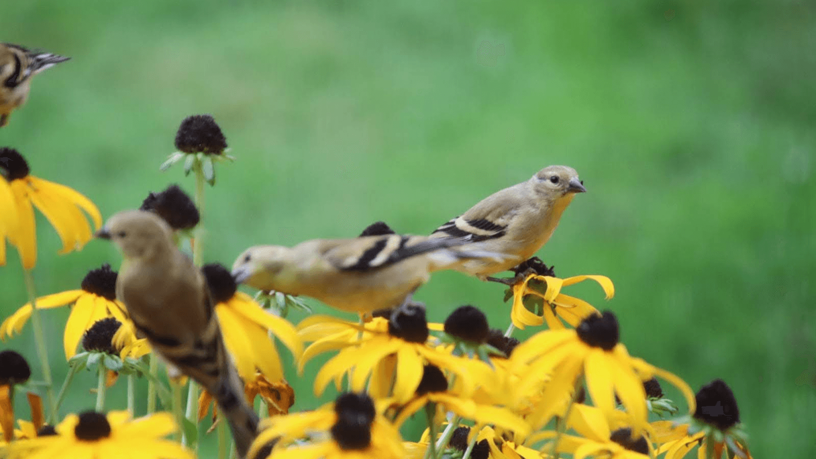 birds perched on yellow flowers in front of a green background 