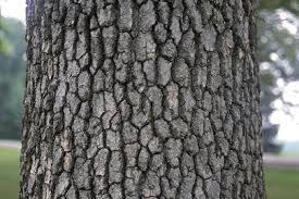 Black Gum - Pack of 25 Seedling (6"-12")