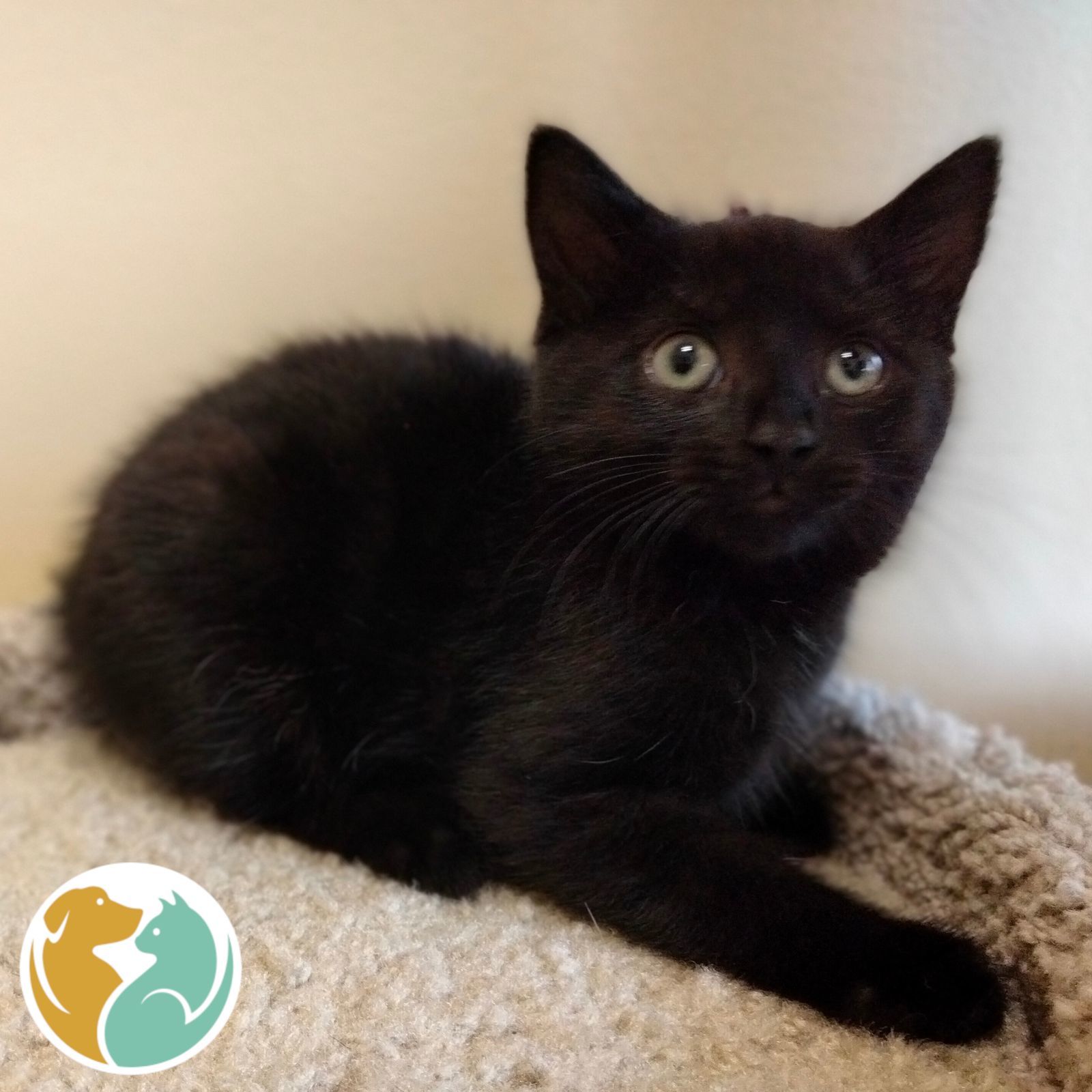 Adopt Black Cats : Adopt : Toledo Animal Rescue