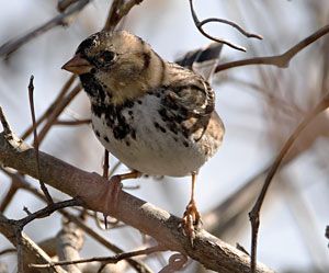 Harris's Sparrow