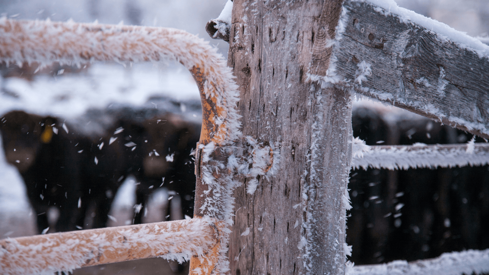 Frozen farm gate during snow storm with cows in background