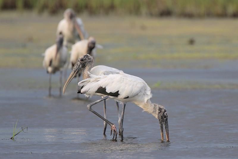 Wood Storks