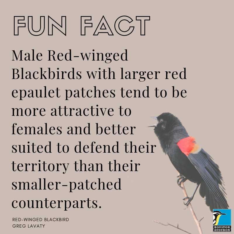 Fun fact