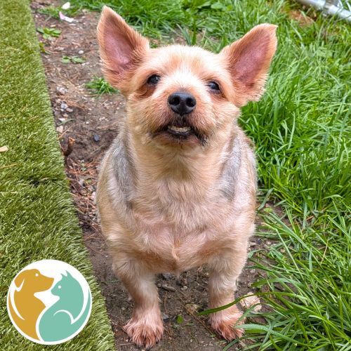 MILO - ADOPTION PENDING!
