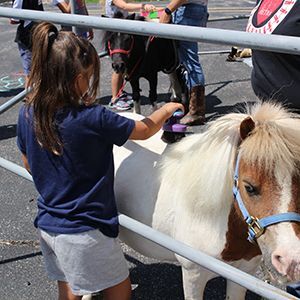 Miniature Horse Visits