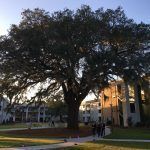 Trees, Equity, and Community Engagement