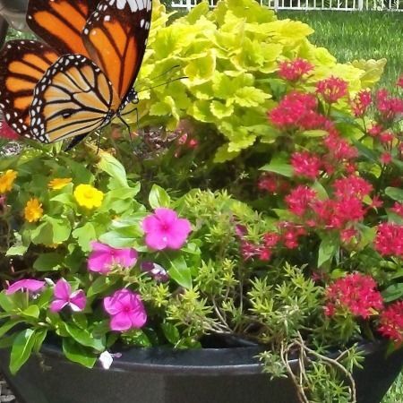 Spring Container Garden