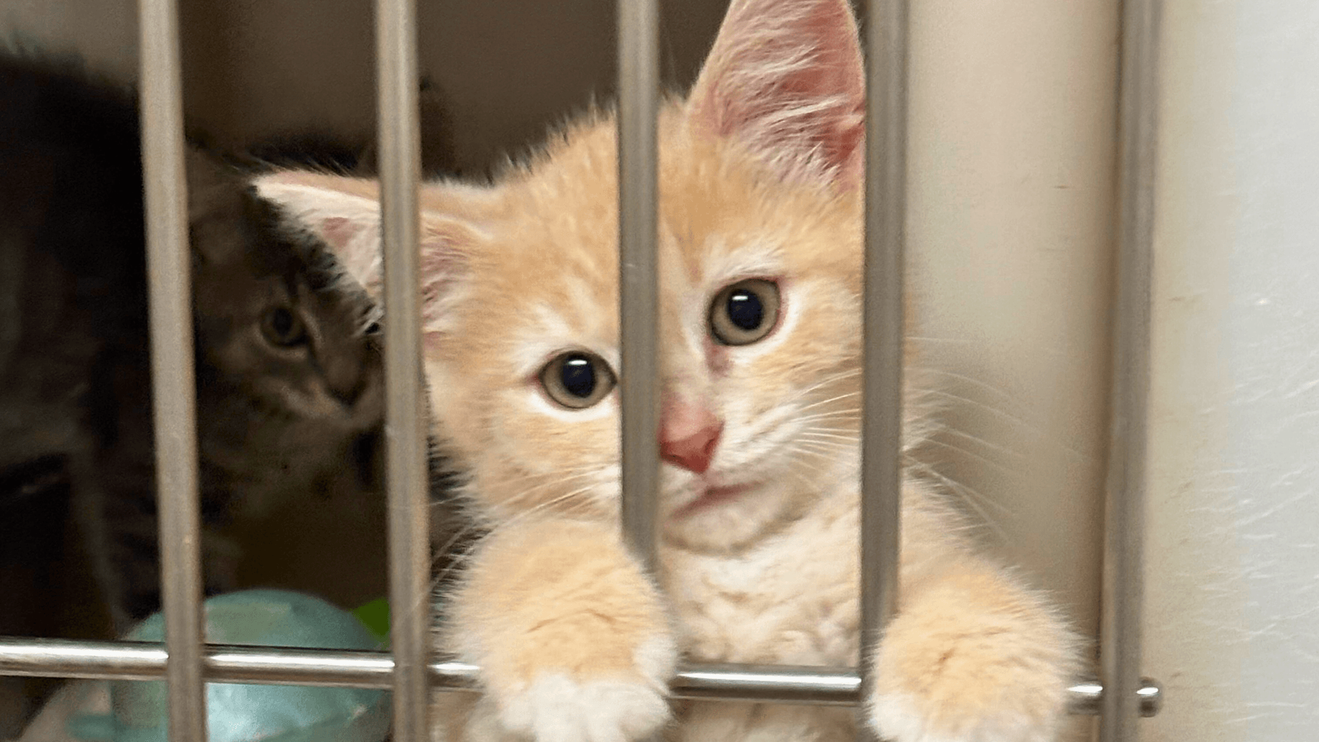 kitten in a kennel