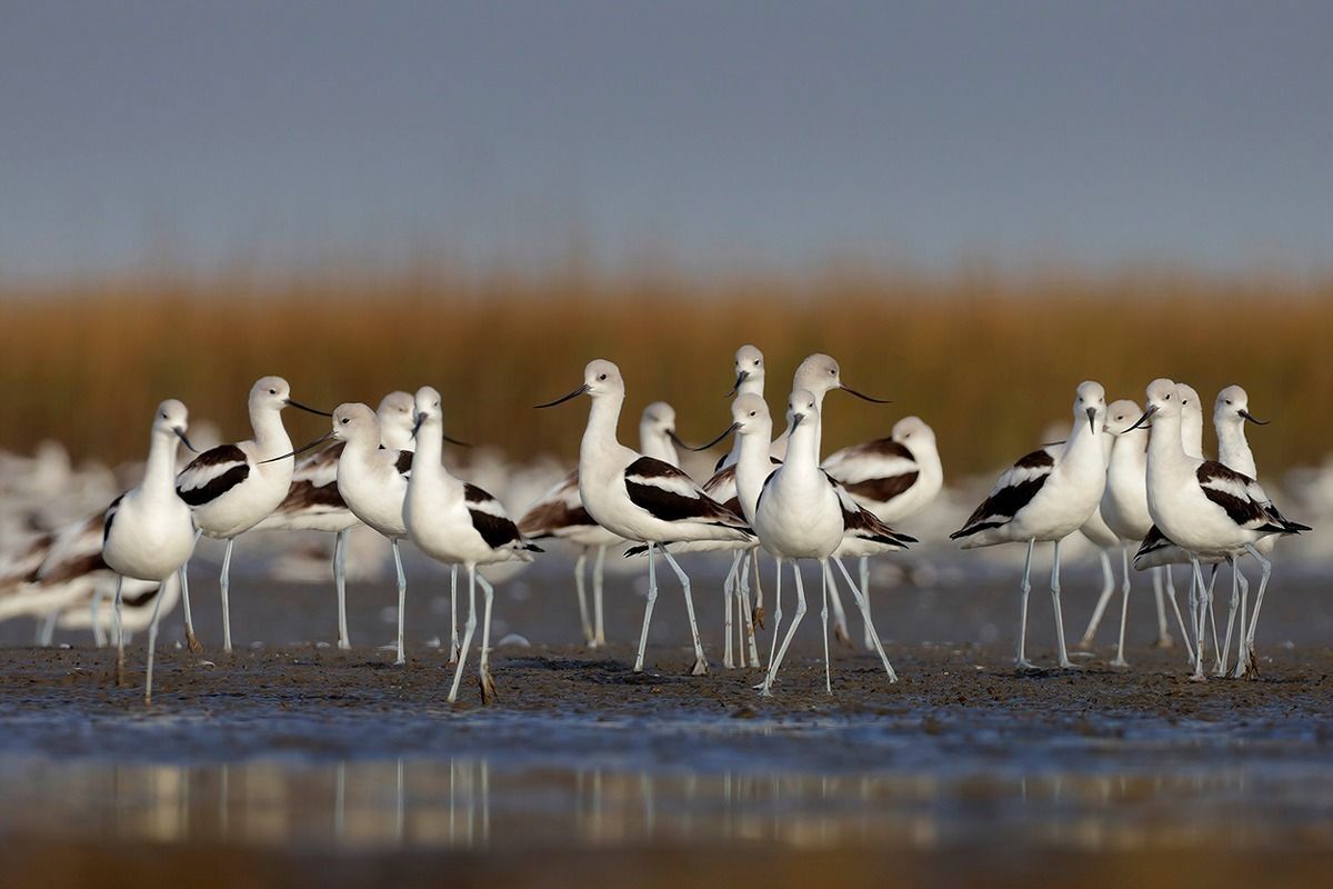 American Avocets