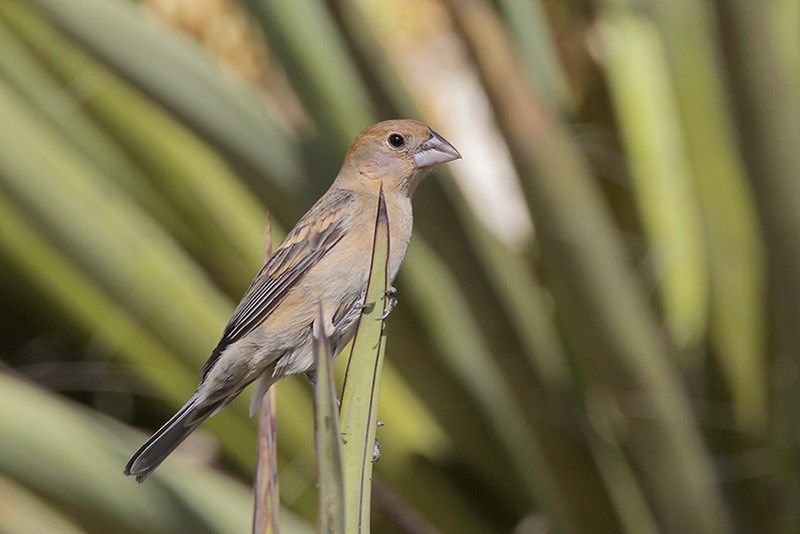 Blue Grosbeak