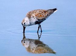 Dunlin