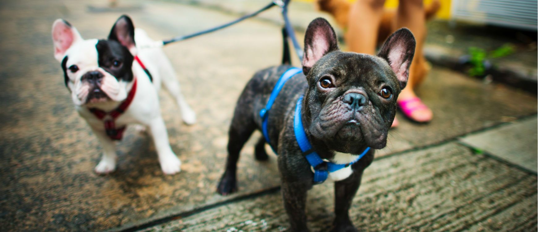 Dog Rescue and Adoption | Nebraska No Kill Canine Rescue