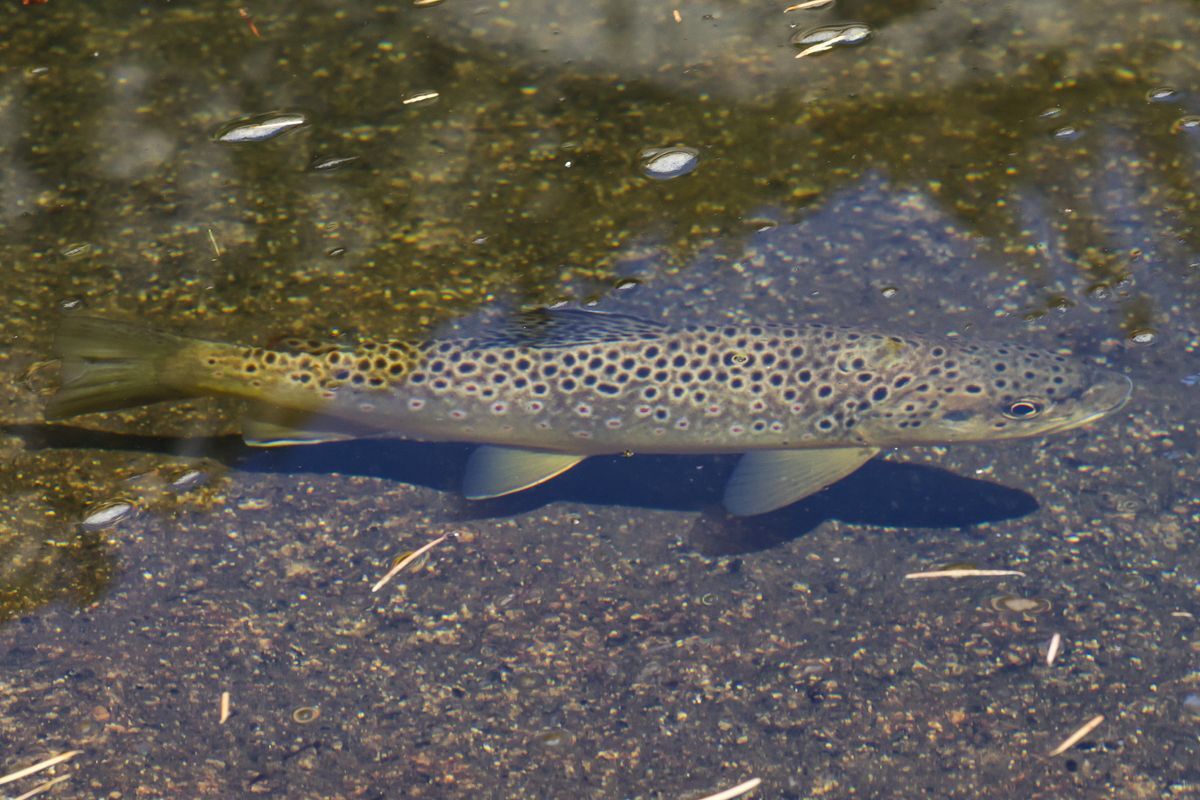 Brook Trout Swimming