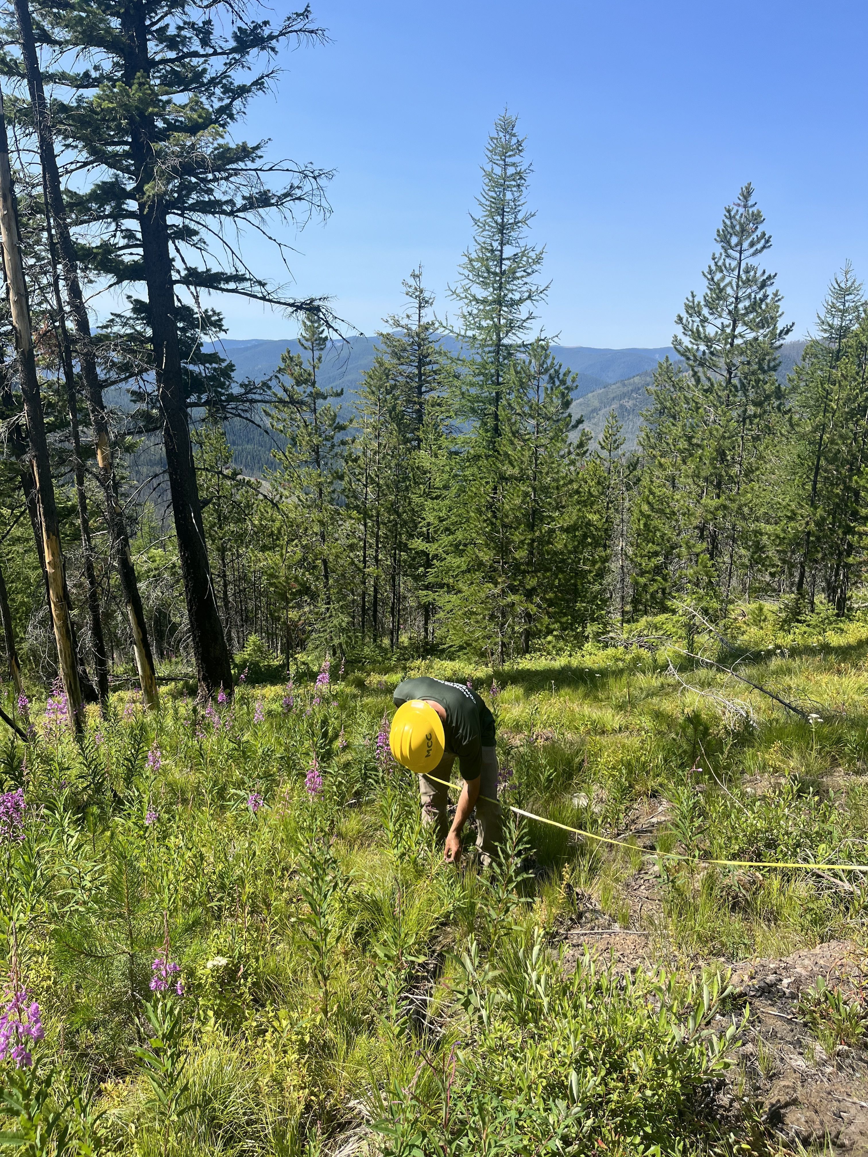 A crew member holds a measuring tape and bends down to survey a tree in the grass.